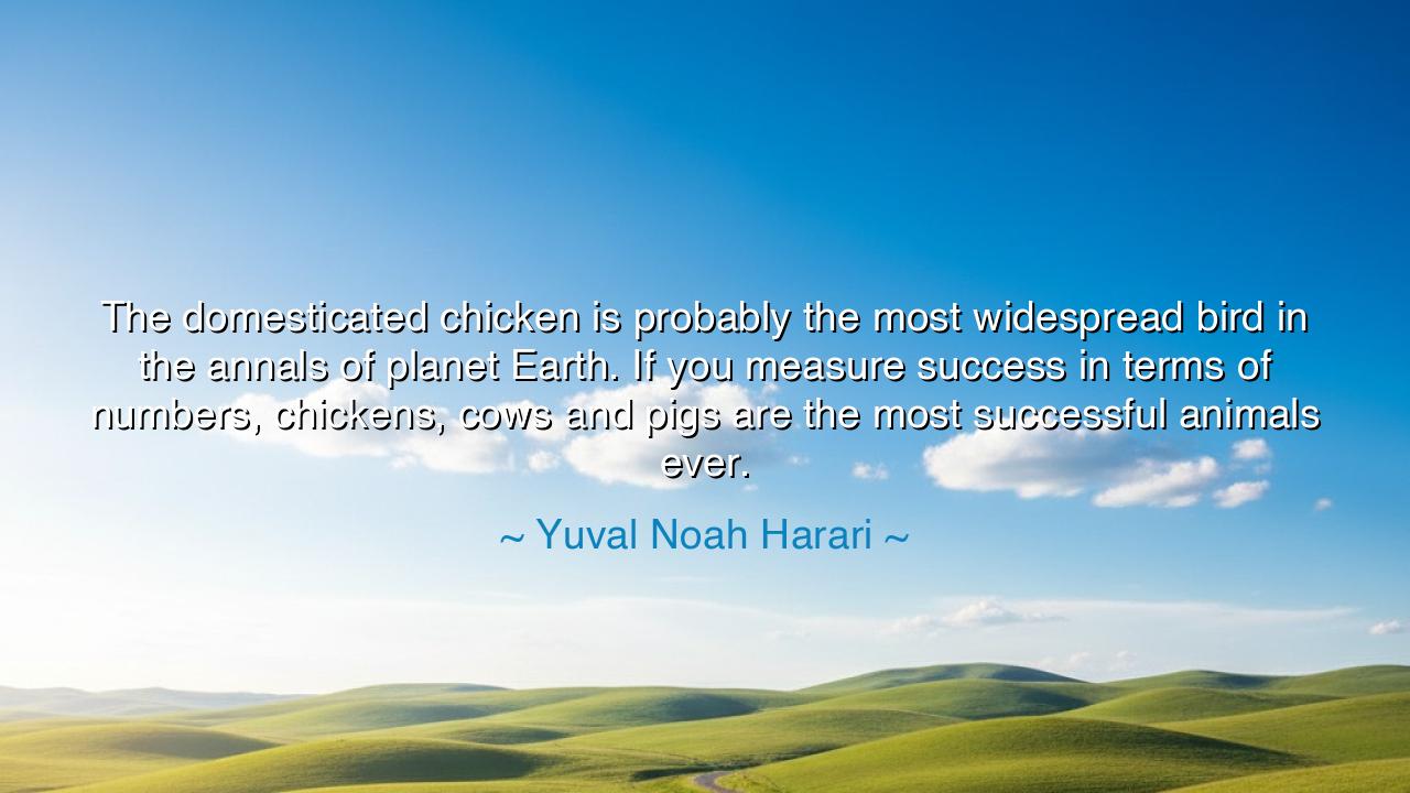 The domesticated chicken is probably the most widespread bird in