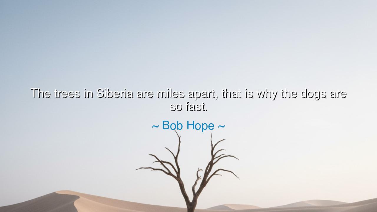 The trees in Siberia are miles apart, that is why the dogs are